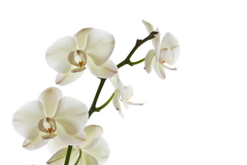 Obraz na płótnie Canvas Orchid kwiat