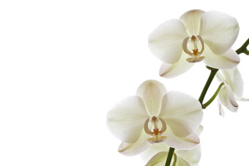 Naklejka na ściany i meble Orchid kwiat