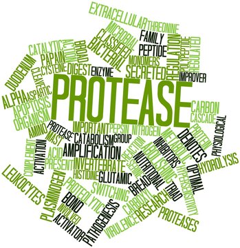 Word cloud for Protease