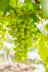 Green Grapes on the vine