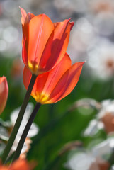 Orange spring tulips in bloom