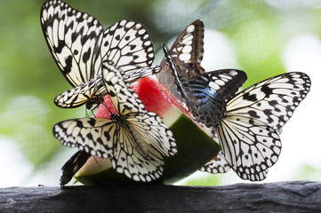 Fototapeta na wymiar karmienie w domu zielony motyl