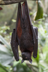 Malayan bat hanging on a tree branch © leeyiutung