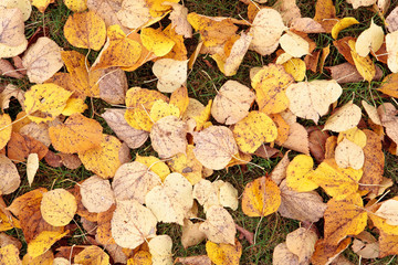 Autumn leaves background