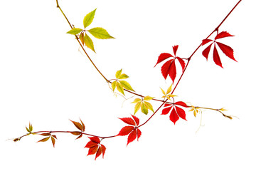 Isolated bindweed plant