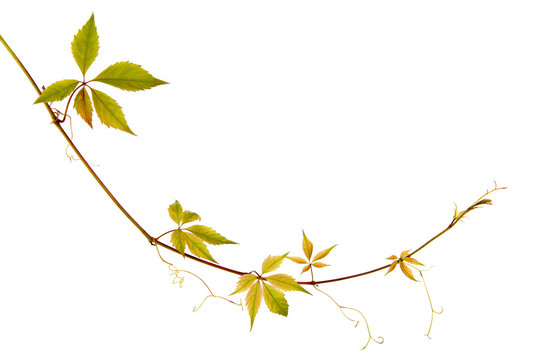 Isolated Bindweed Plant