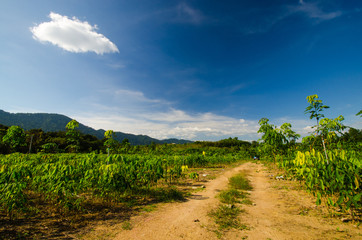 Fototapeta premium Garden