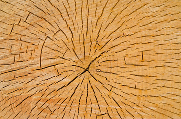 Cut of birch 8
