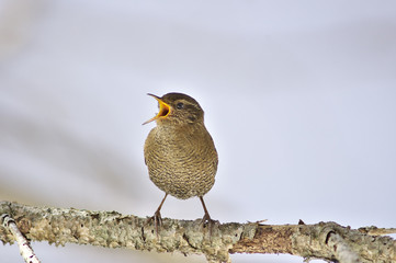 wren