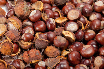 ripe chestnuts