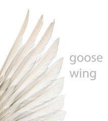 Natural white goose wings. Isolation.