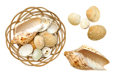 Ocean shells isolated