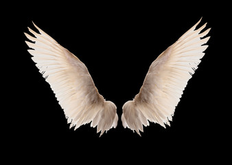Fototapeta na wymiar Naturalne białe skrzydła gęsi. Izolacji.