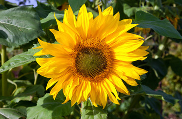 Beautiful yellow sunflower during summer