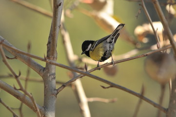 ヒマラヤの鳥　キバラシジュウカラ