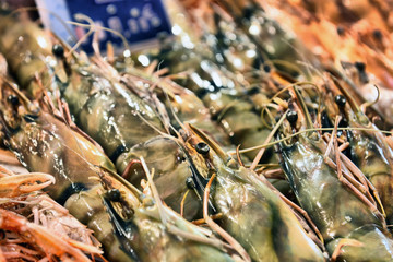 Show-window of seafood