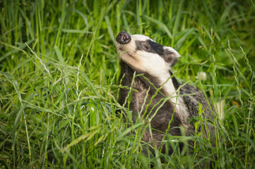 Badger in the evening