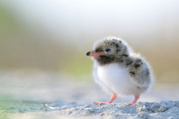 Common Tern chick