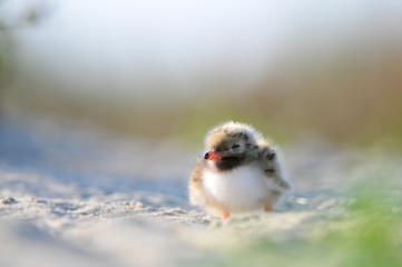 Common Tern chick