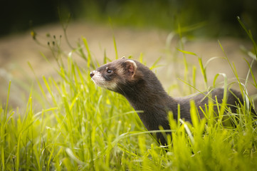 Polecat in grass