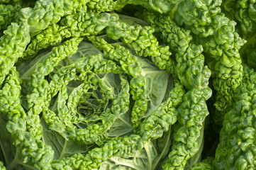 Savoy cabbage