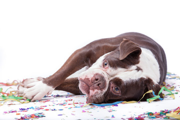 Englische Bulldogge nach der Party