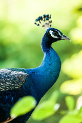 Obraz premium peacock in nightsafari chiangmai Thailand