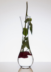 Rose 180°