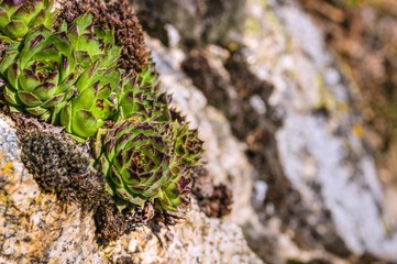 Joubarbe_Sempervivum.