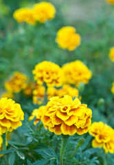 marigold flowers