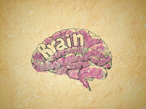 brain