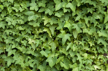 Ivy on a Wall