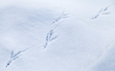 Fototapeta na wymiar Szczegółowe śladów ptaków w świeżym śniegu