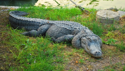 big crocodile