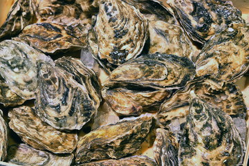 Fototapeta na wymiar Oysters in ice on the counter