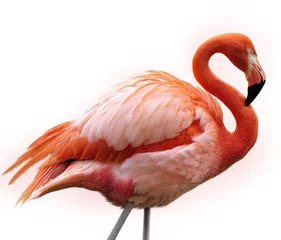 Foto op Plexiglas Roze flamingo © SunnyS