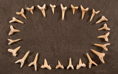fossile Haifischzähne II