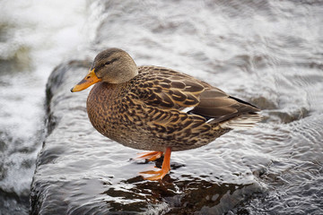 Mallard duck