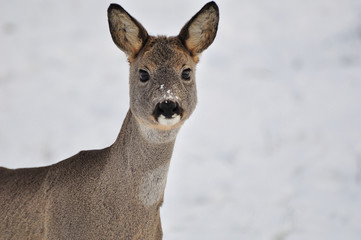 Fototapeta premium Young roe in winter scenery.
