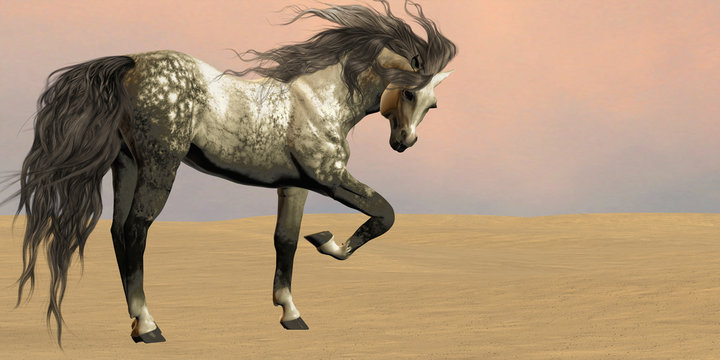 Desert Arabian Horse