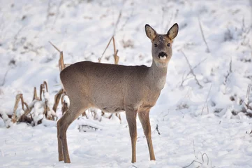 Selbstklebende Fototapeten Young roe in winter scenery. © loraks