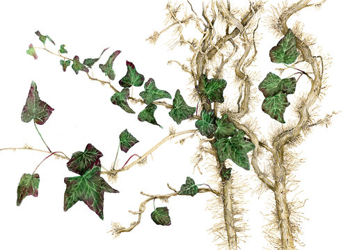 Hedera helix - edera