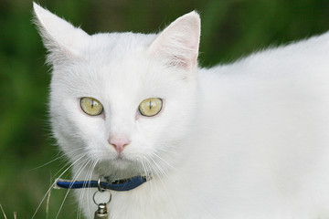 schöne weisse Katze