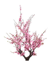 Blooming plum tree