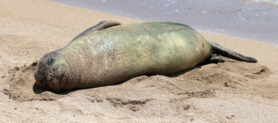 Monk Seal, Hawaii