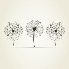 Three dandelions