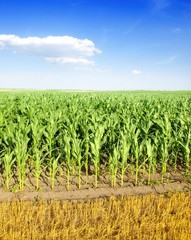 Corn Field