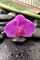 Fototapeta na wymiar Beautiful orchid and stones with banana leaf on water drops