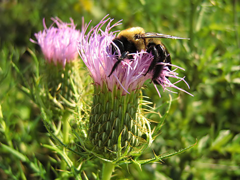 Bee On Lavender Flower