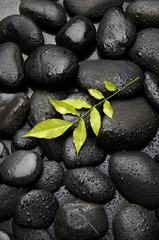 Obraz na płótnie Canvas green plant leaf on wet pebble in water drops